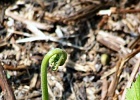 FIDDLEHEAD ARISING 